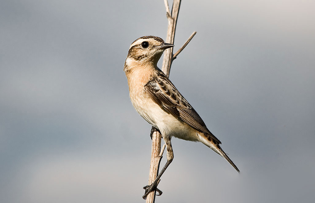 Saxicola rubetra