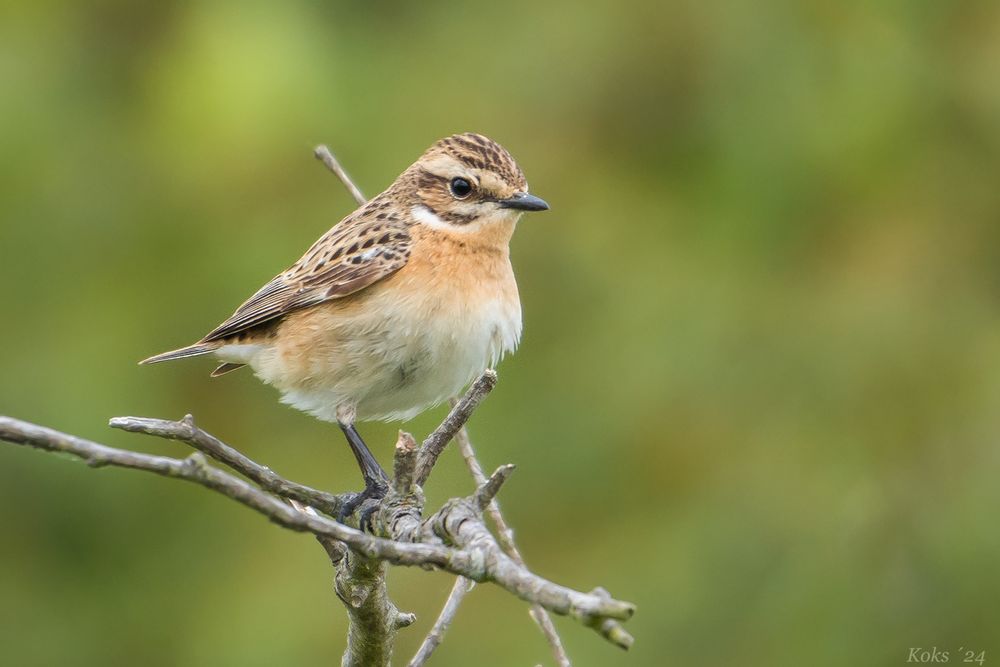 Saxicola rubetra