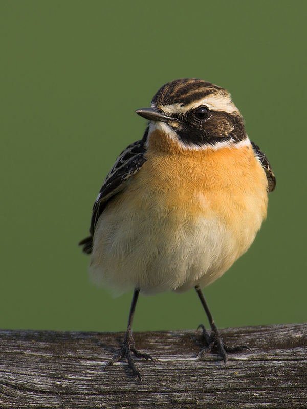 Saxicola rubetra...