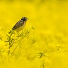 Saxicola rubetra im gelben Meer