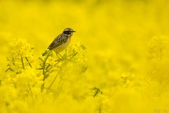 Saxicola rubetra im gelben Meer