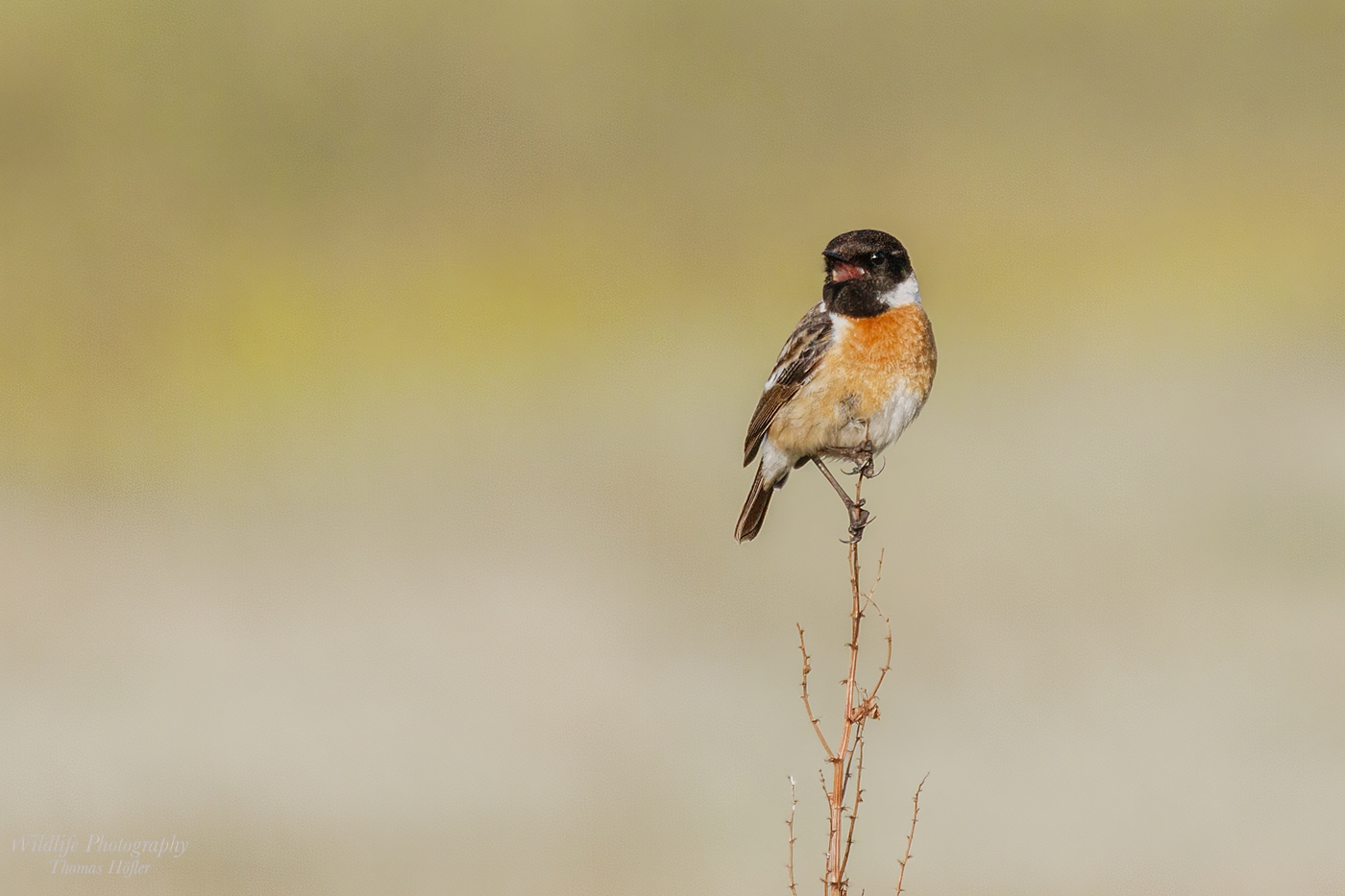 Saxicola Rubicola