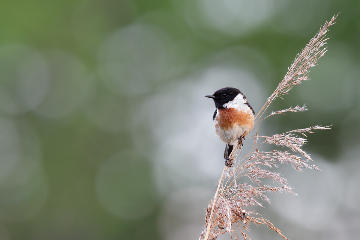 Saxicola rubicola