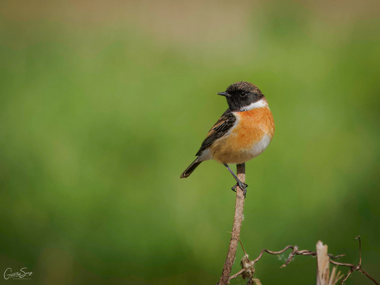 Saxicola rubicola..