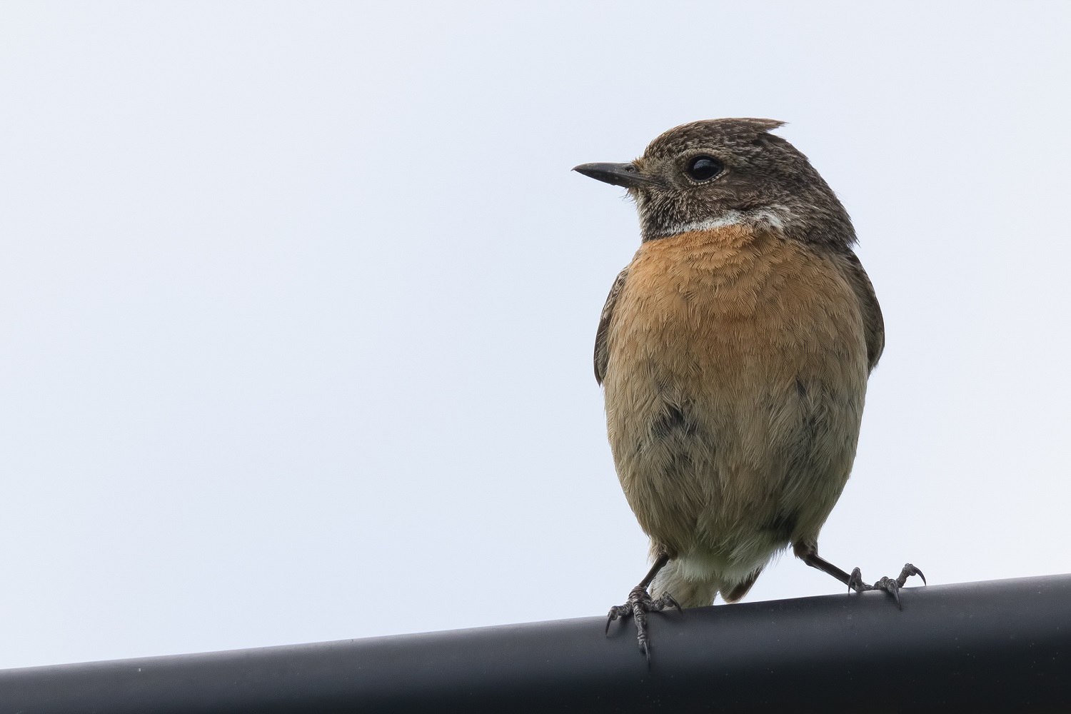 Saxicola Rubicola