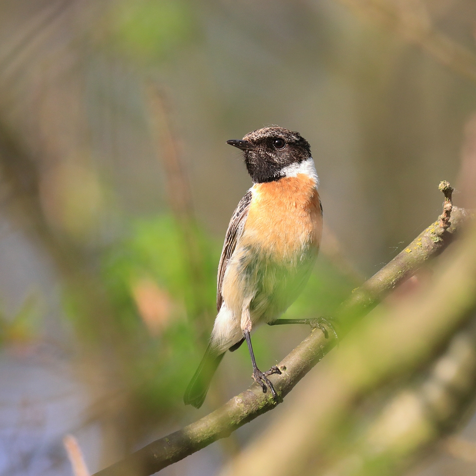 Saxicola rubicola - Männchen