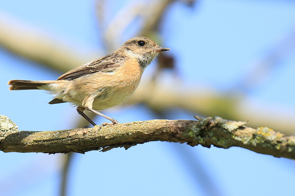  Saxicola rubicola - Weibchen