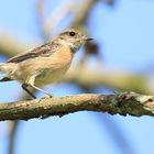  Saxicola rubicola - Weibchen