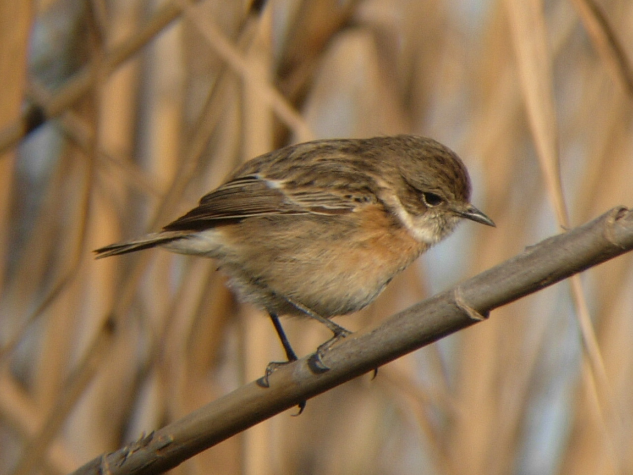 Saxicola torquata