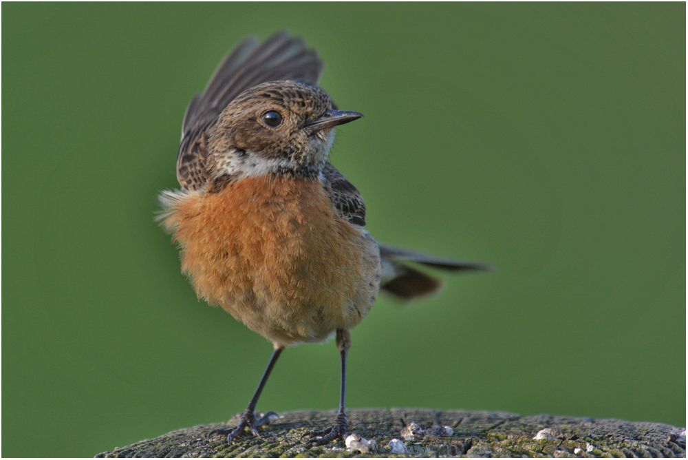 Saxicola torquatus - Schwarzkehlchen