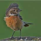 Saxicola torquatus - Schwarzkehlchen