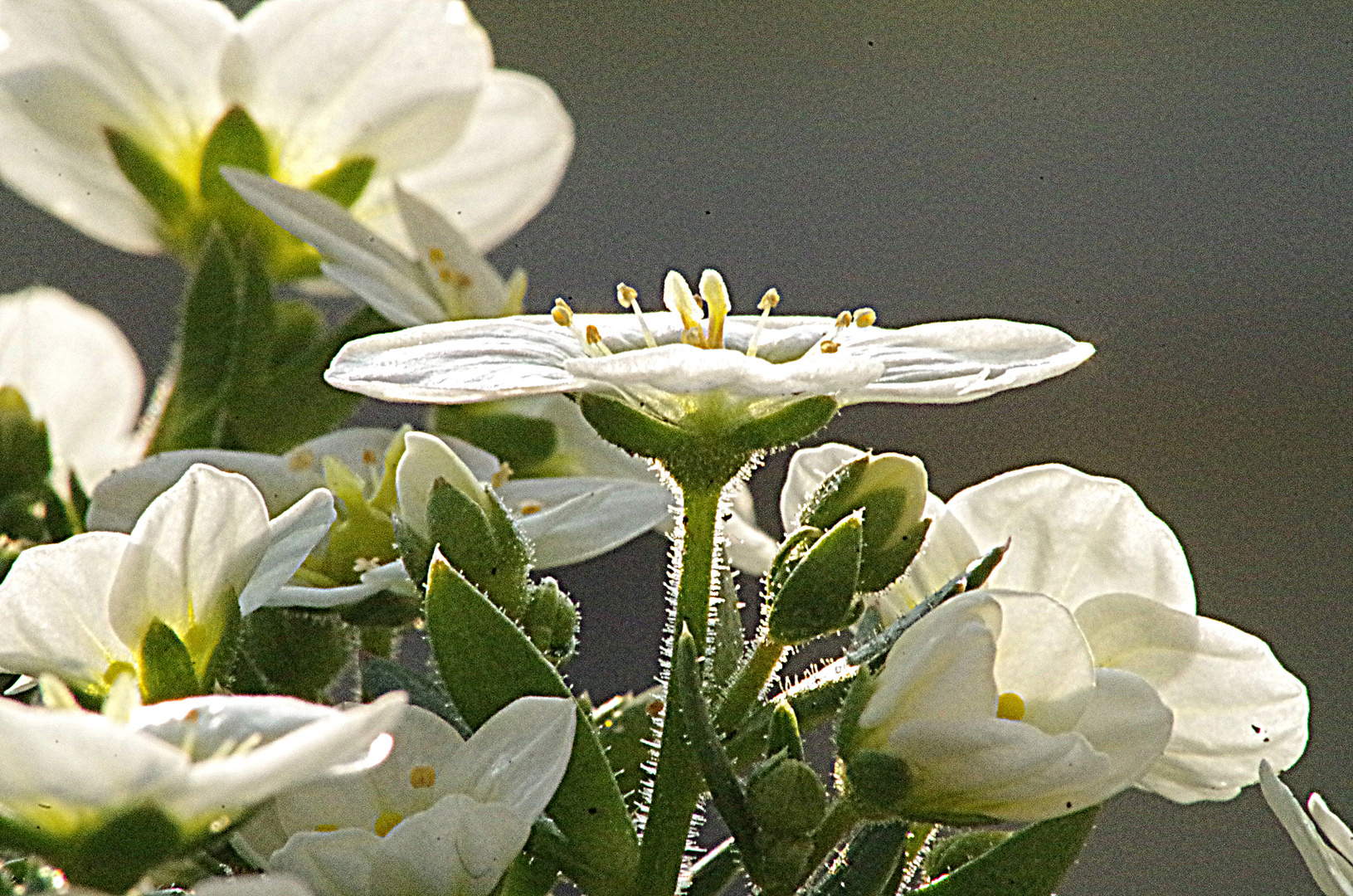 ~saxifraga~