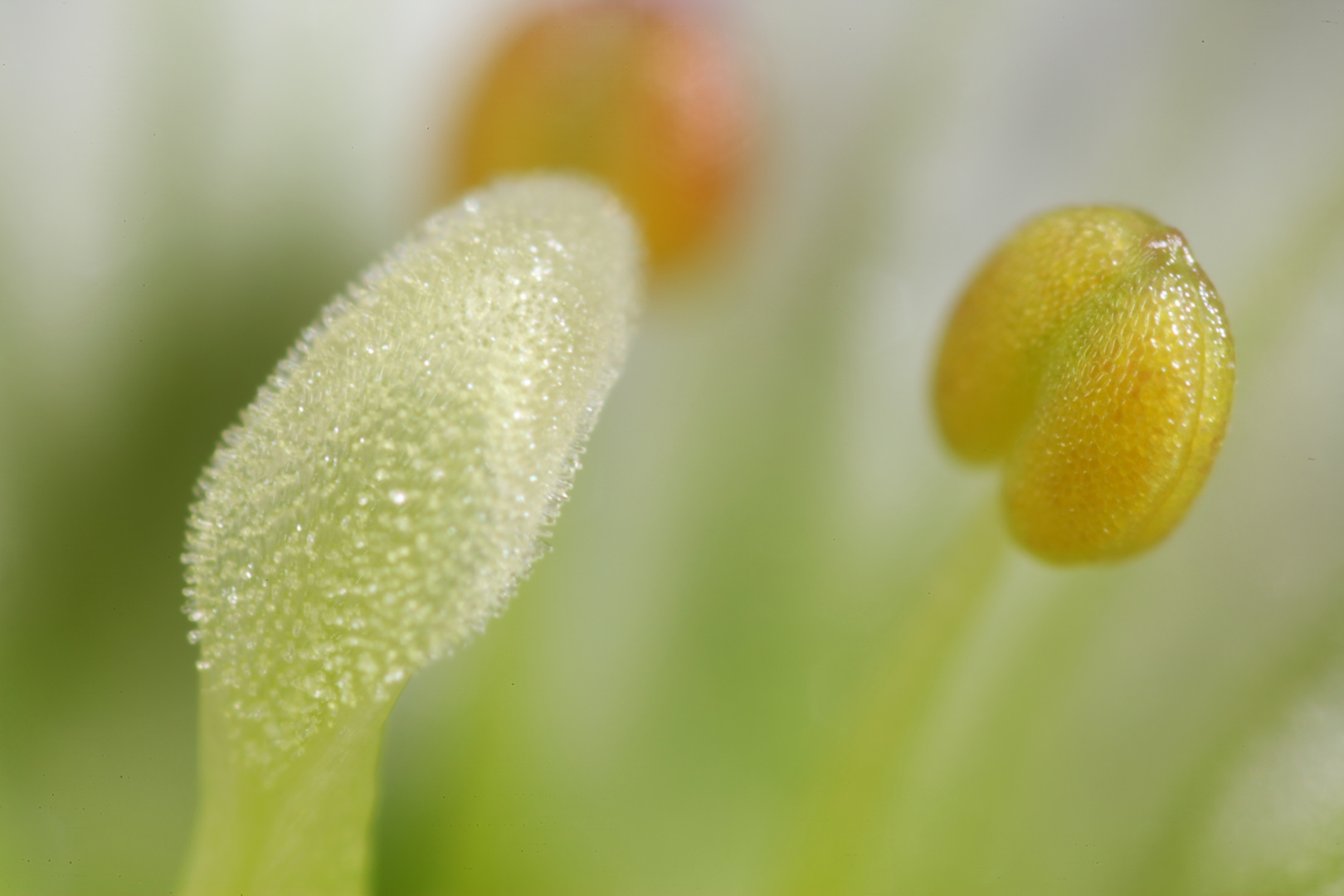 Saxifraga