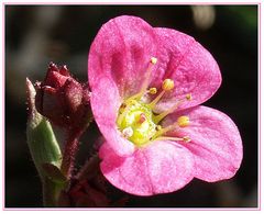 Saxifraga arendsii