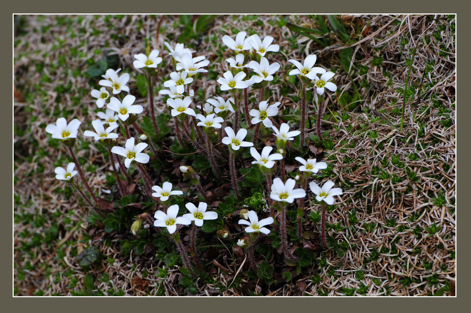 Saxifraga-Art (Steinbrech), eventuell Saxifraga androsacea