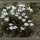 Saxifraga-Art (Steinbrech), eventuell Saxifraga androsacea