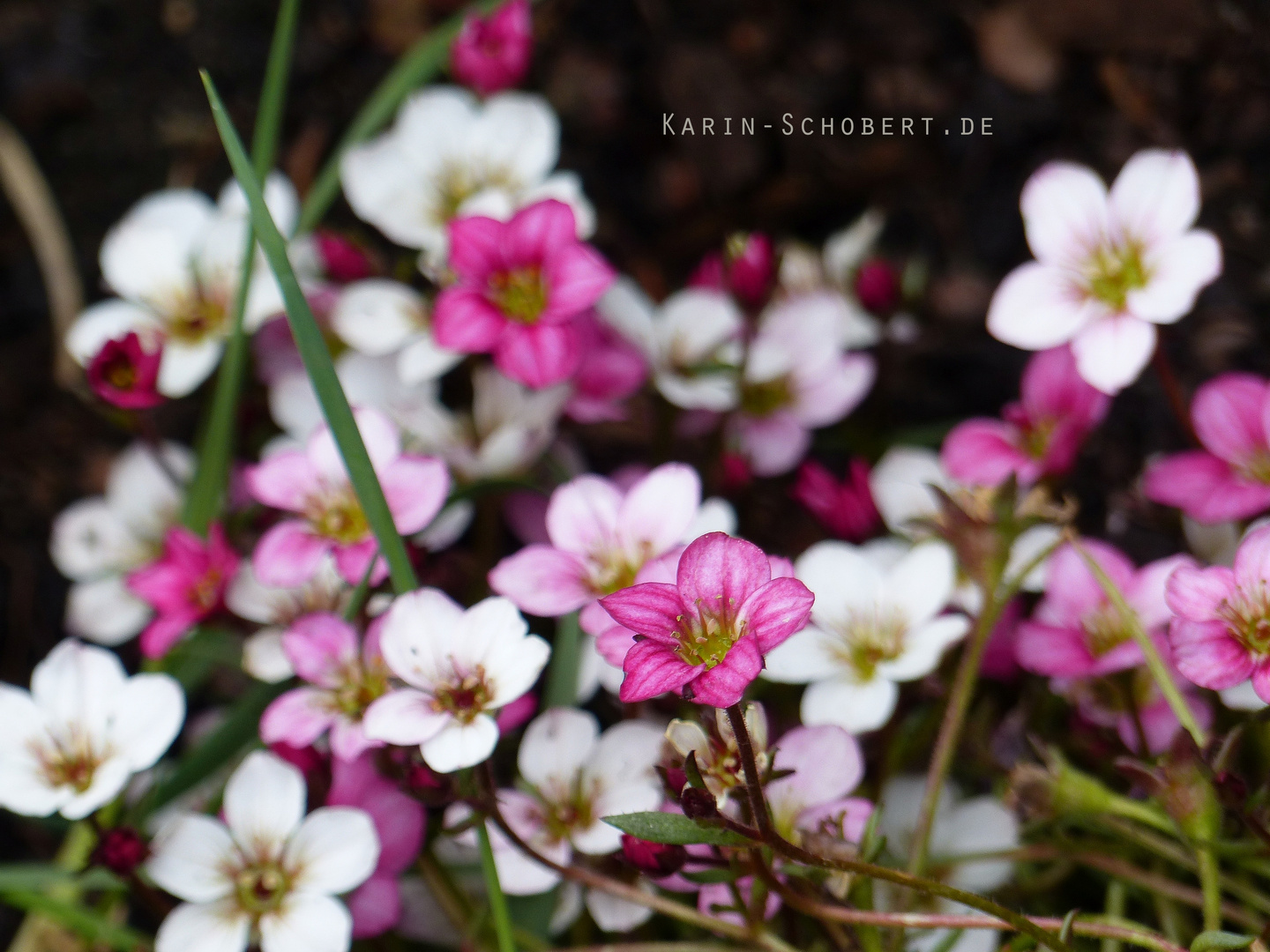 Saxifraga