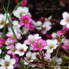 Saxifraga