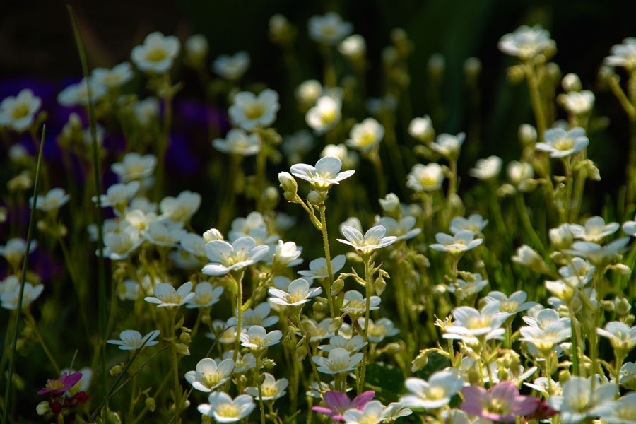 saxifraga...