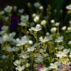 saxifraga...