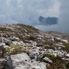 Saxifraga caesia (Blaugrüner Steinbrech)?