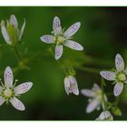 Saxifraga (Callosa?)