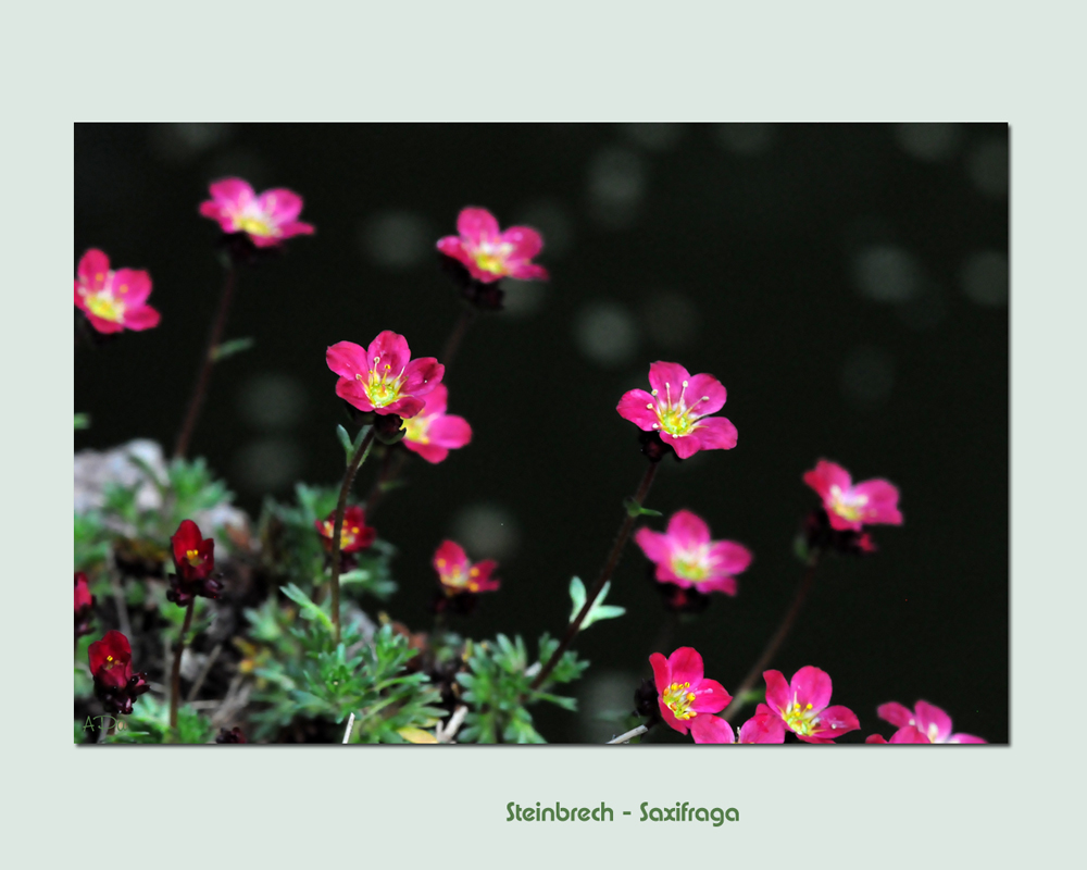 Saxifraga