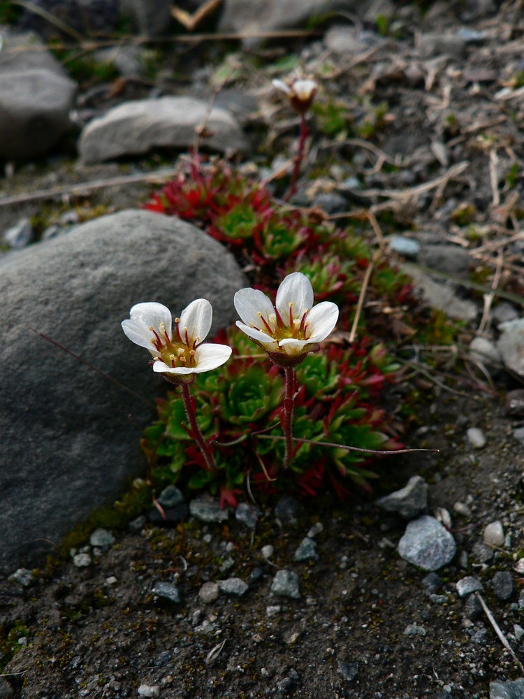 Saxifraga cespitosa