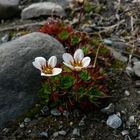 Saxifraga cespitosa