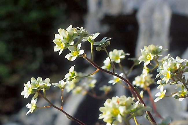 saxifraga