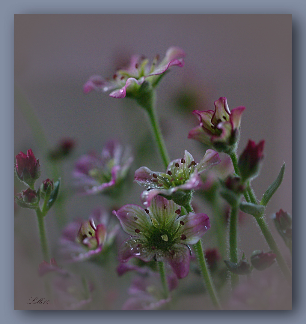 Saxifraga ...