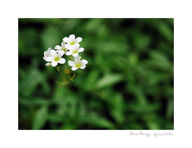 Saxifraga Granulata