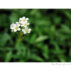 Saxifraga Granulata