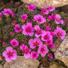 Saxifraga `Gregor`