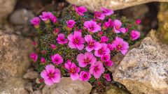 Saxifraga `Gregor`