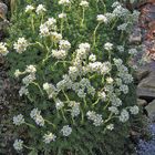 Saxifraga Hybrid in "riesengroßer" Ausdehnung seitlich im Tuffgestein