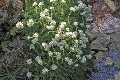 Saxifraga Hybrid in "riesengroßer" Ausdehnung seitlich im Tuffgestein