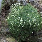 Saxifraga Hybriden im Tuffelsen