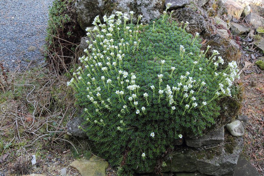 Saxifraga Hybriden im Tuffelsen