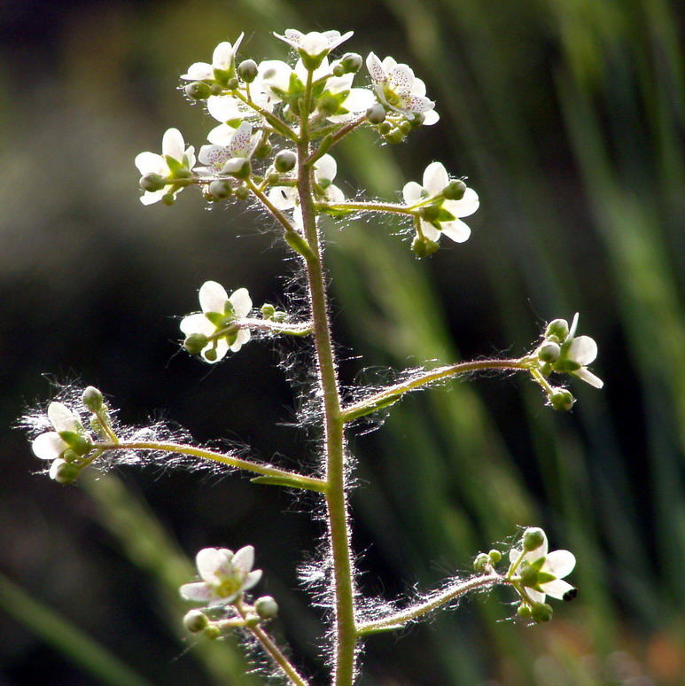 Saxifraga incrustata