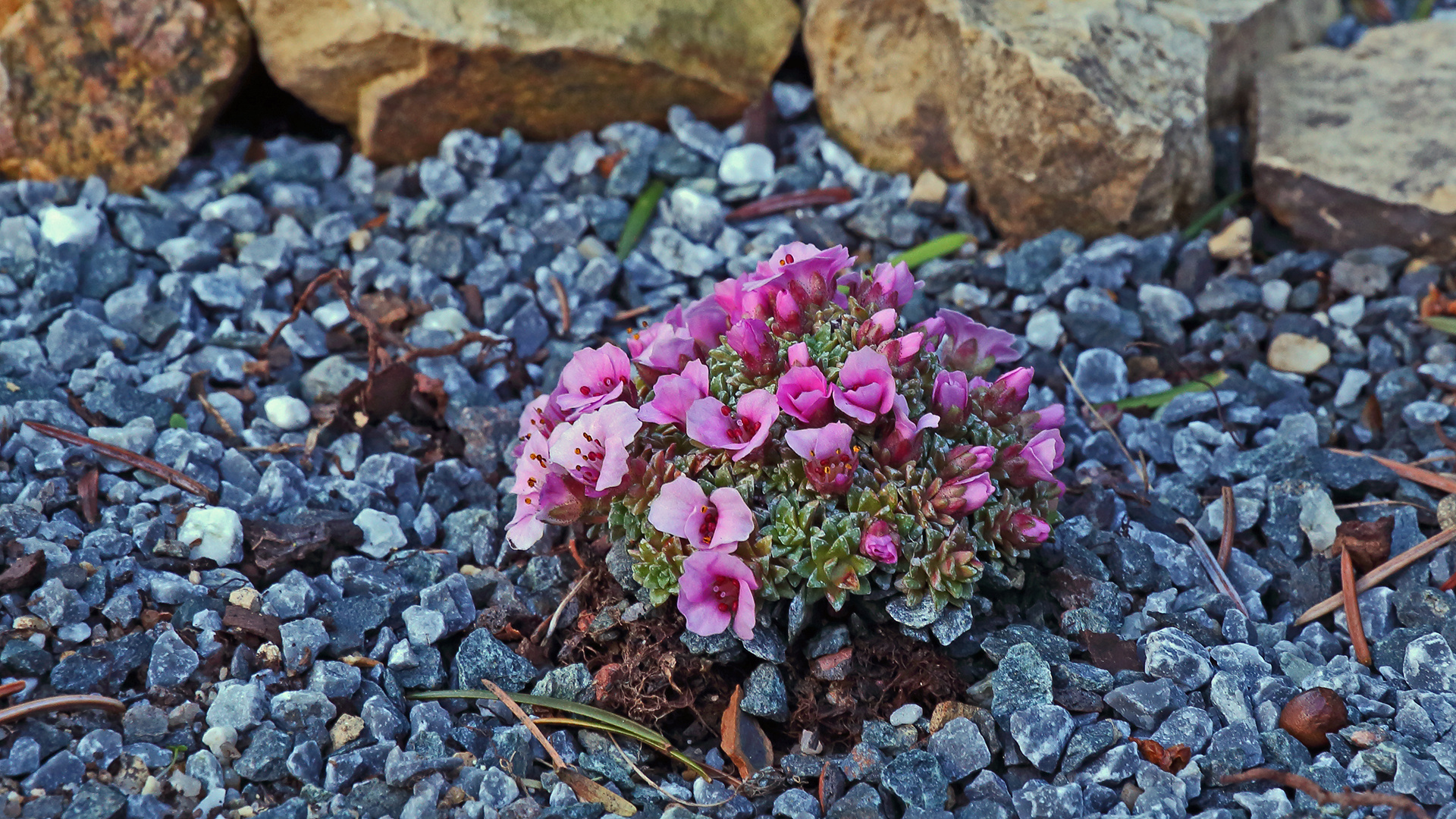 Saxifraga laka  ein Hybrid, den ich kurz vor Weihnachten...