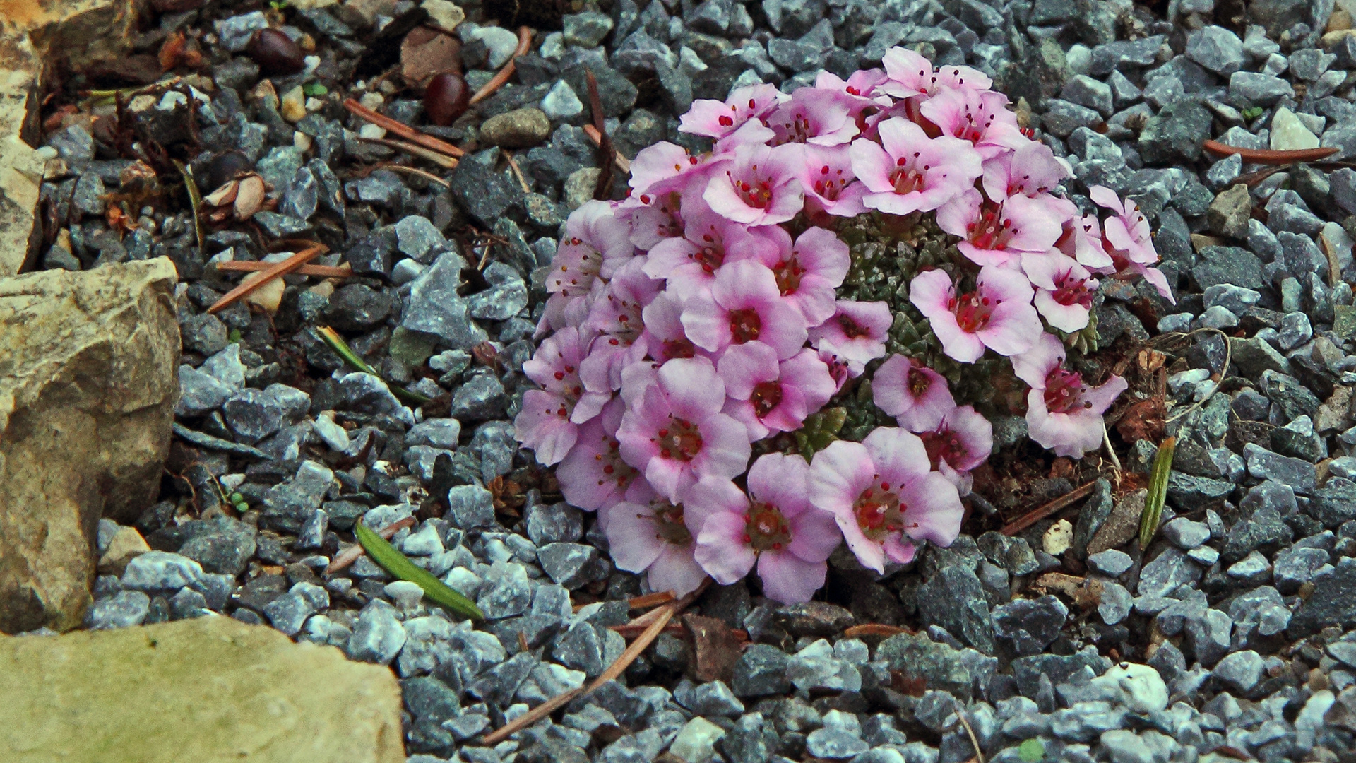 Saxifraga laka nun voll in Blüte und die Saxifrage...