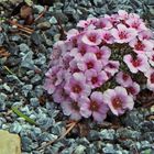 Saxifraga laka nun voll in Blüte und die Saxifrage...