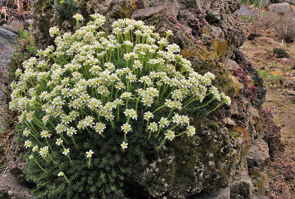 Saxifraga mit einem weißen Blütenmeer im kleinen Felsen aus Tuff und ...