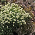 Saxifraga mit einem weißen Blütenmeer im kleinen Felsen aus Tuff und ...