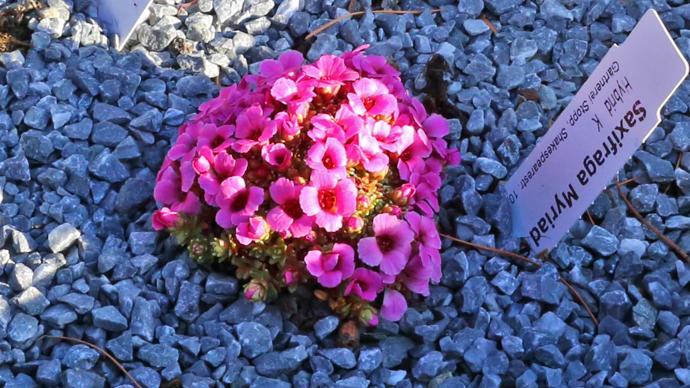 Saxifraga Myriad - ein besonders farbenfroher Hybrid des Steinbrech