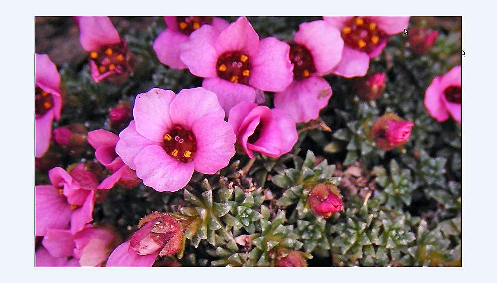 Saxifraga oppositifolia-Roter Steinbrech