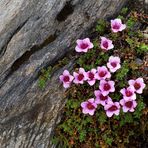 Saxifraga oppostifolia