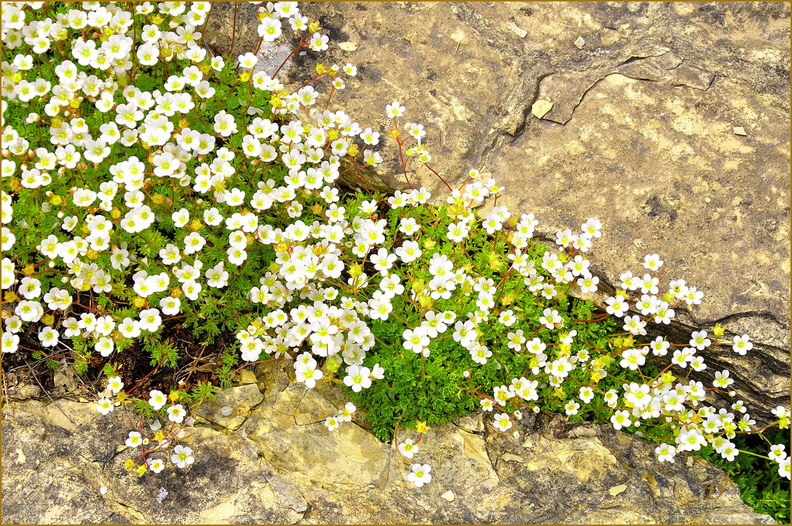 Saxifraga pedemontana