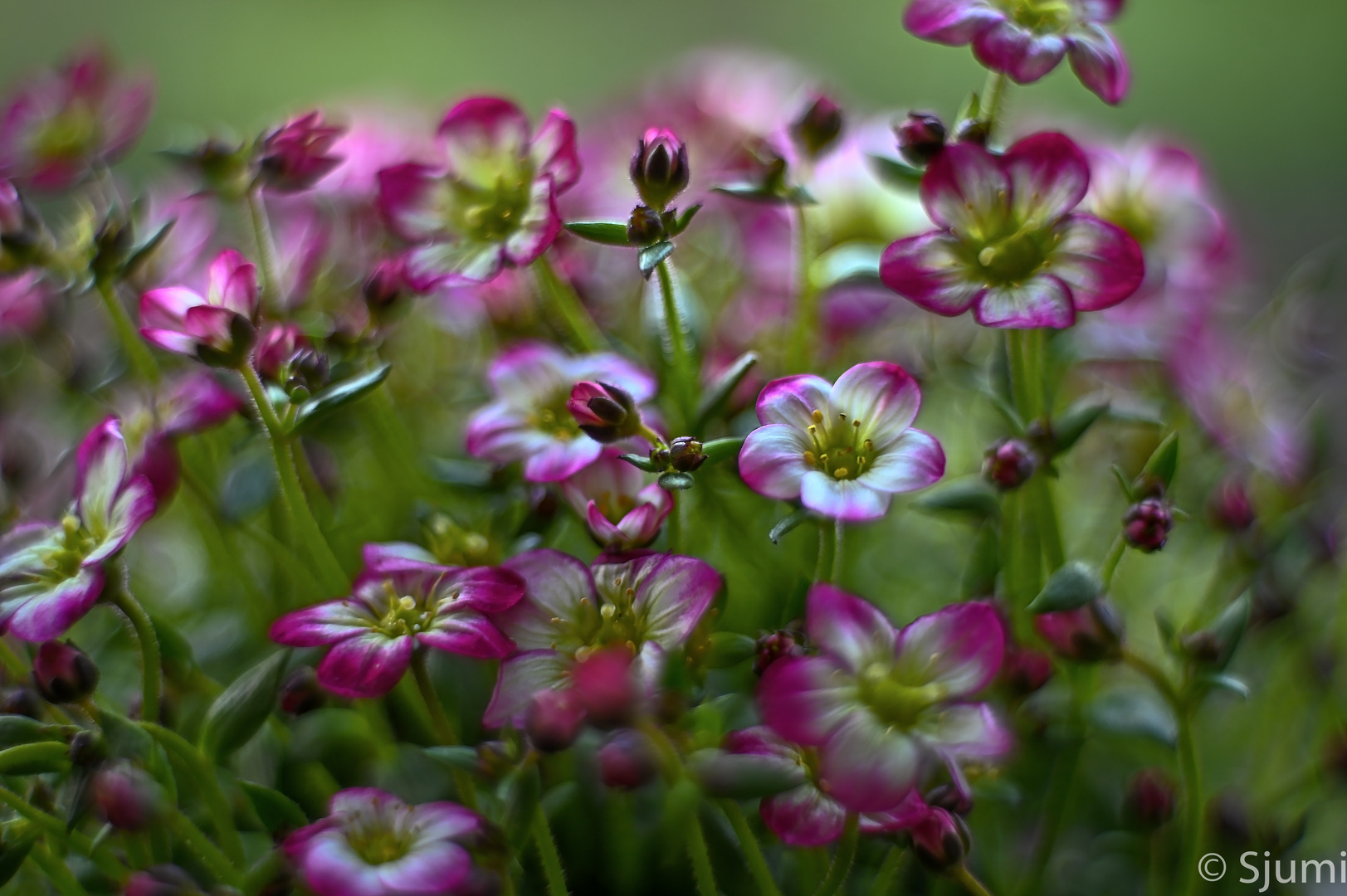 Saxifraga picturesque